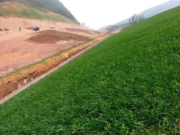 鄄城狗牙根草坪种子护坡草坪