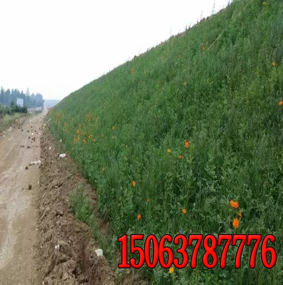阜阳市出售护坡草坪种子哪里有