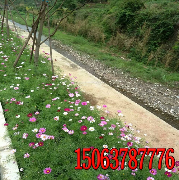 济源铁路护坡用什么草种好护坡草种