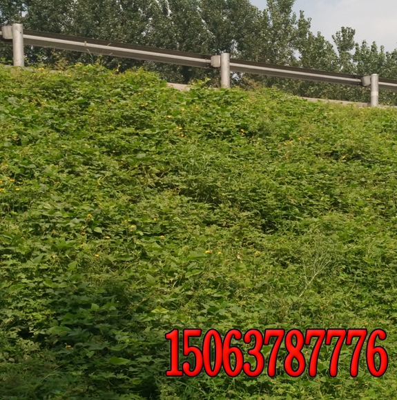 泸州护坡草籽有那些那种好护坡草种