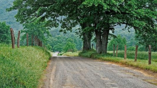 济宁乡村道路绿化