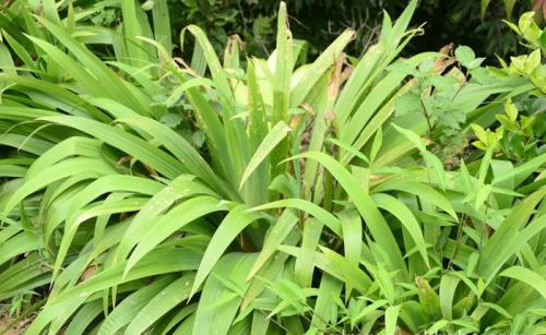 鸢尾草什么时候种植好