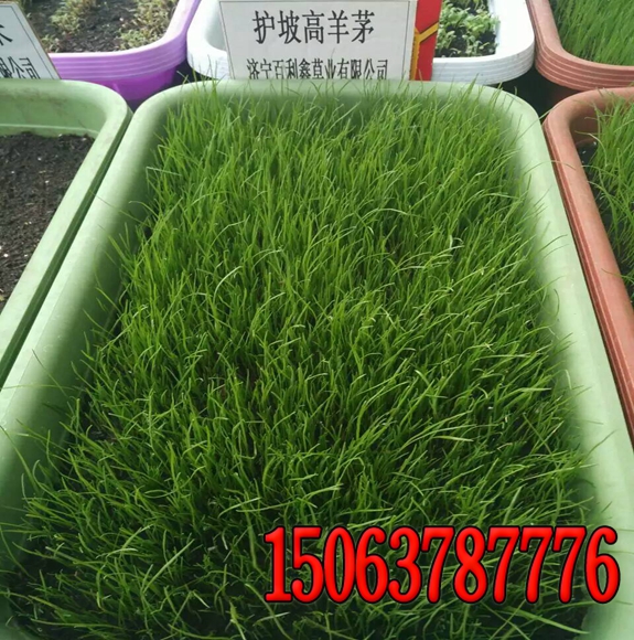 狗牙根草籽多少钱一斤