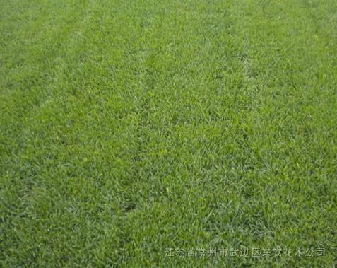 狗芽根草籽多少钱一公斤