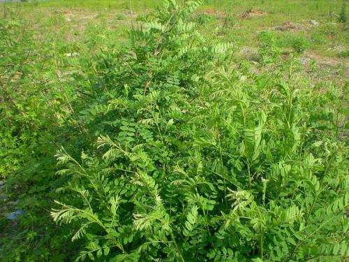 紫穗槐草籽多少钱一斤哪里有卖的