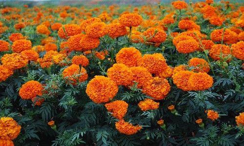 万寿菊种植技术