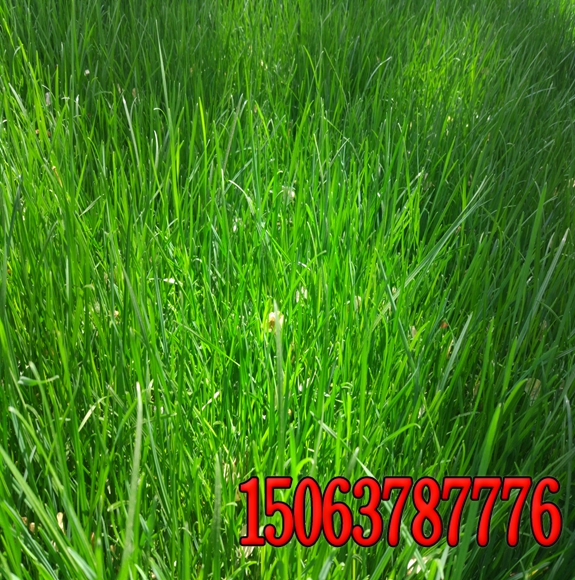 狗芽根草籽多少钱一斤