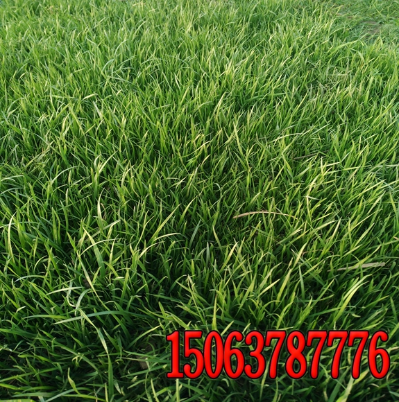 高羊茅草籽多少钱 福建