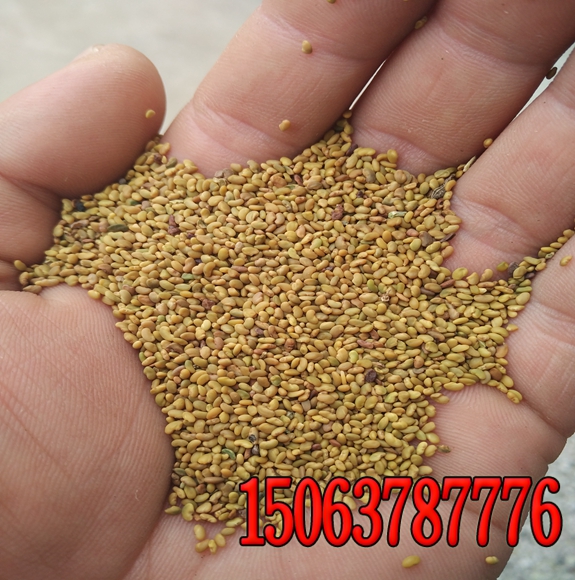 高羊茅草籽多少钱 福建