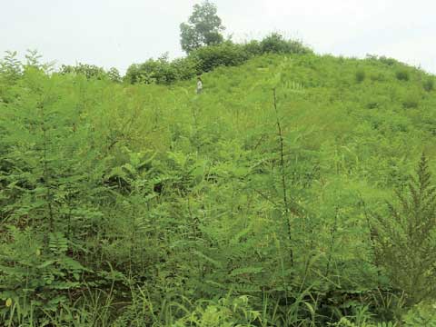 进口百喜草草籽多少钱一斤