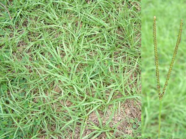 进口百喜草草籽多少钱一斤