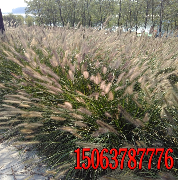 狼尾草草籽多少钱一斤