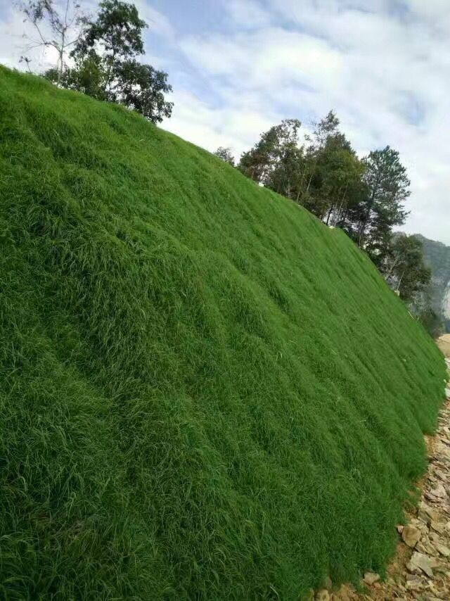 草种多少钱一平方