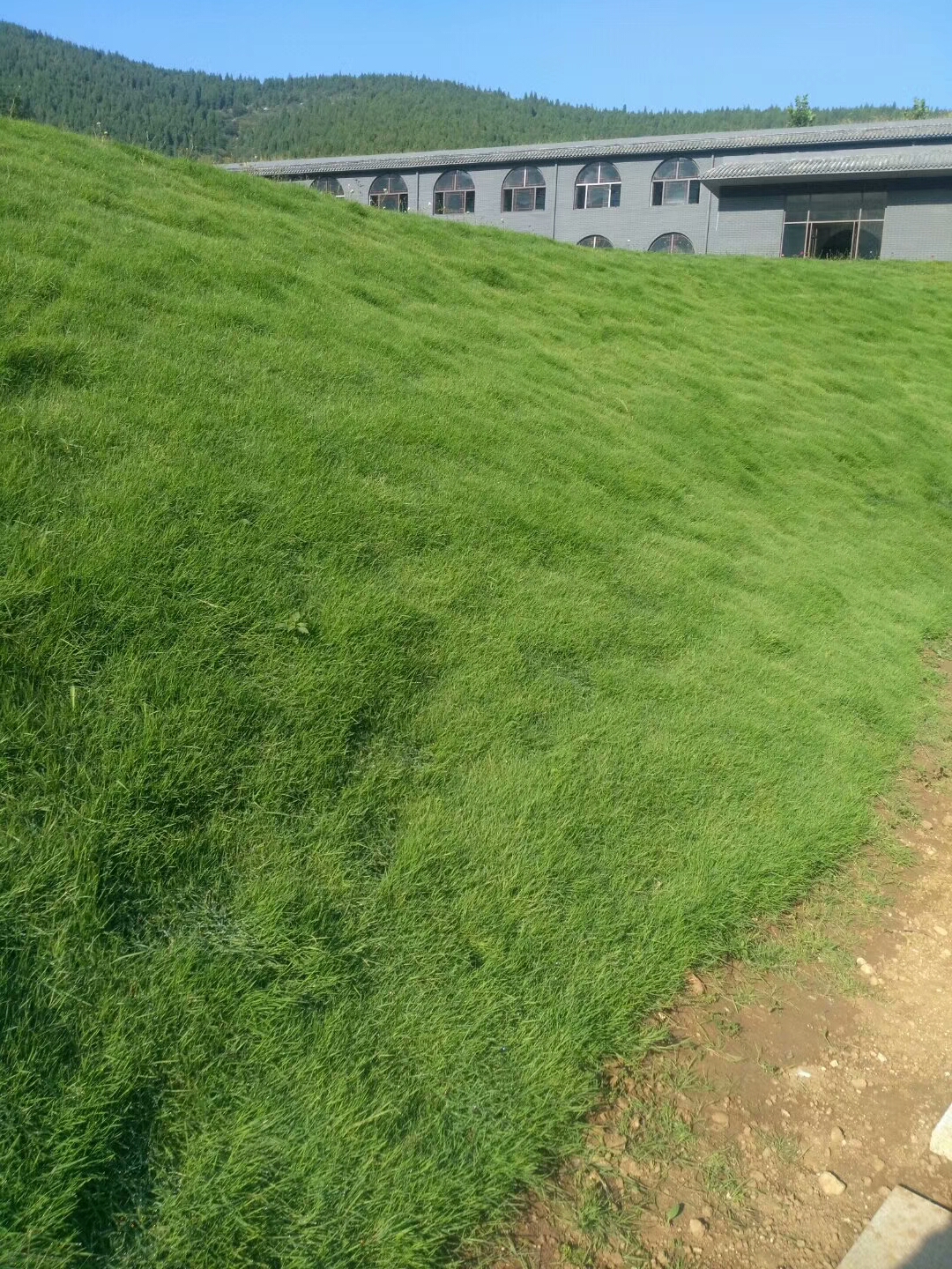 鹤壁狗牙根草种多少钱一斤