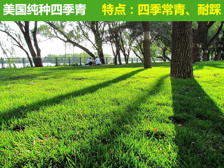 小区种植什么草坪草种好呢