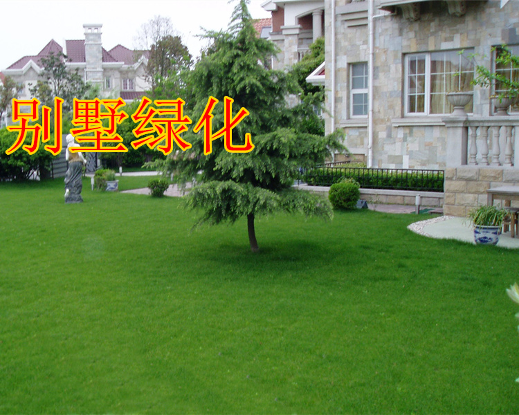 社区绿化种子哪里有卖的