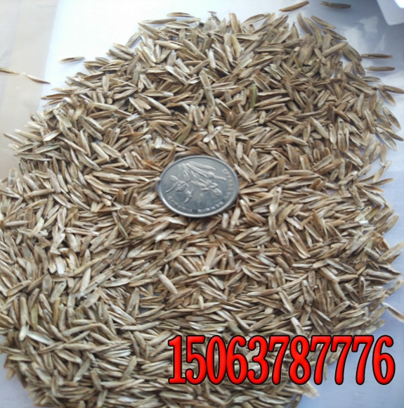 防尘草种多少钱价格表