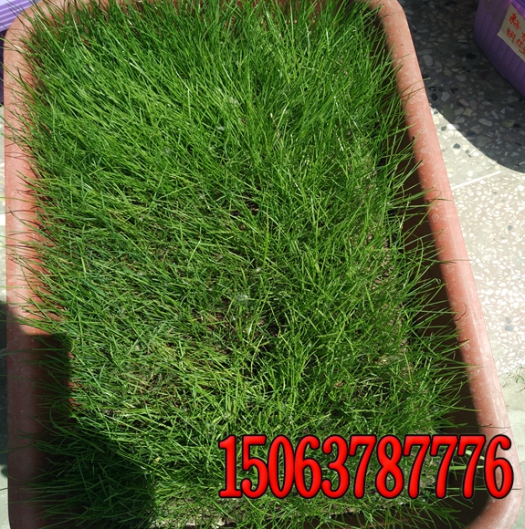 防尘草种多少钱价格表
