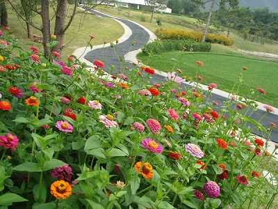美丽乡村街道两旁种植什么花卉种子好
