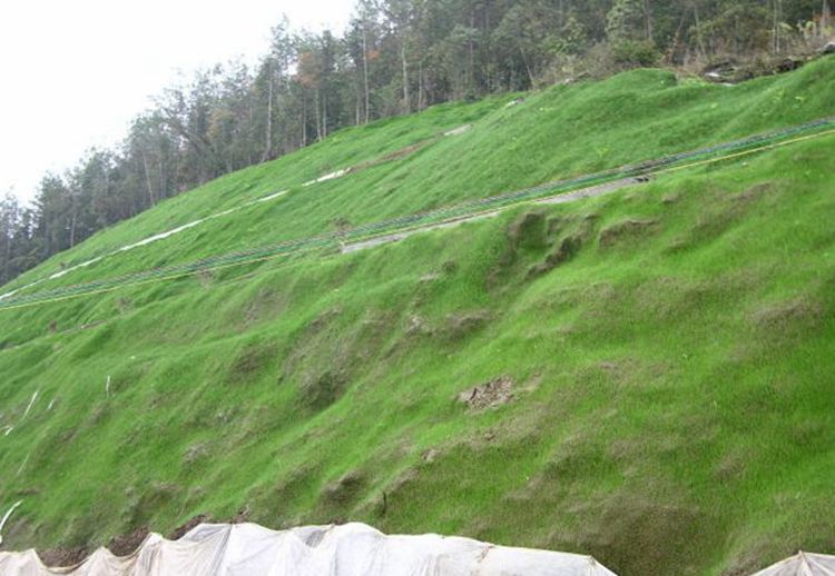 美丽乡村河道护坡种植什么草籽好