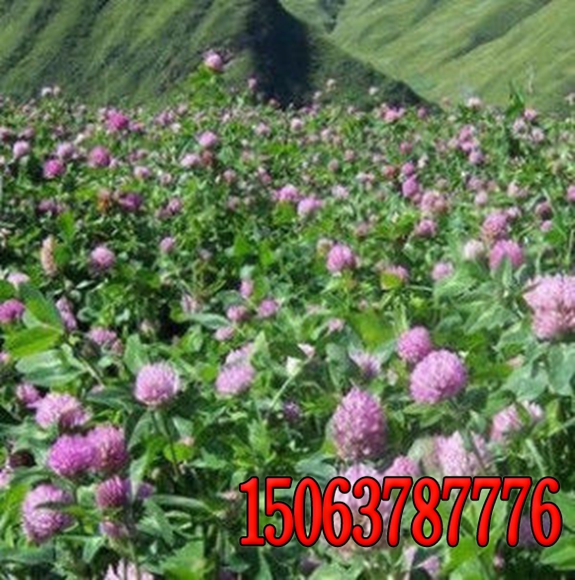 绿化种子紫花苜蓿