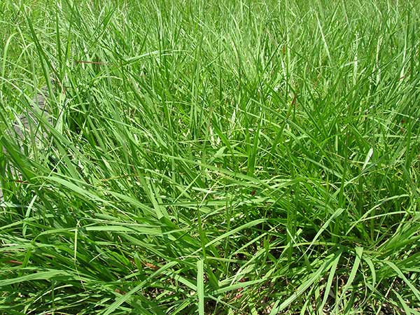 2019年珠海草坪草种批发