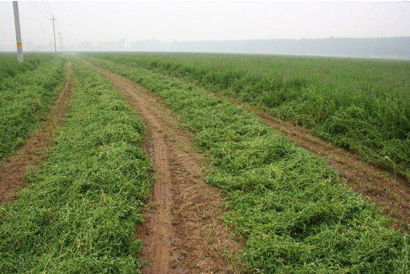 福建牧草种子批发多少钱