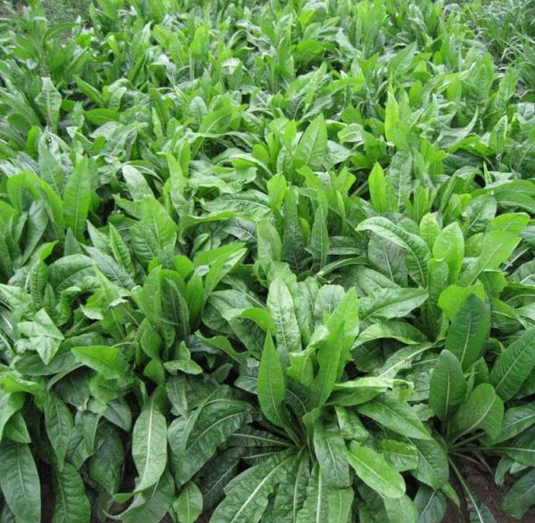 批发耐寒牧草种子菊苣