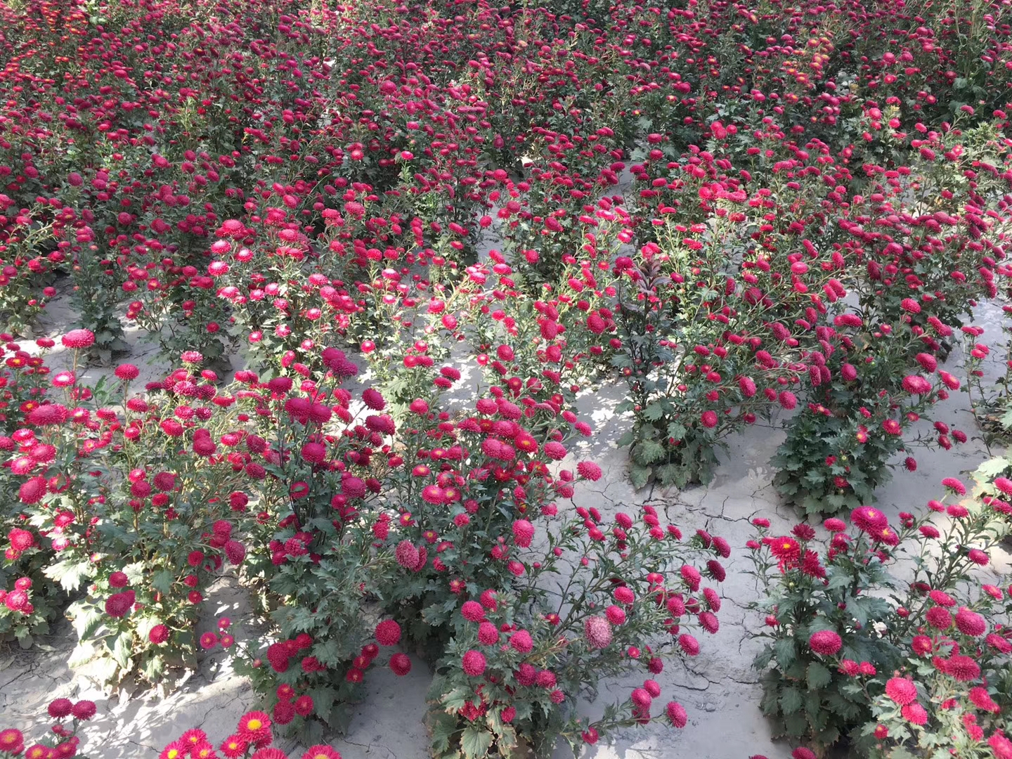 出售花草种子批发草籽价格