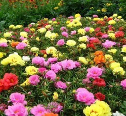 花草种子批发市场价格