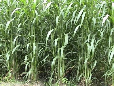 菊苣牧草种子批发高产品种