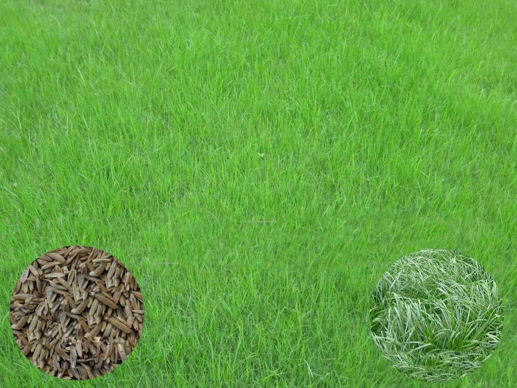 足球场草种子批发 价格