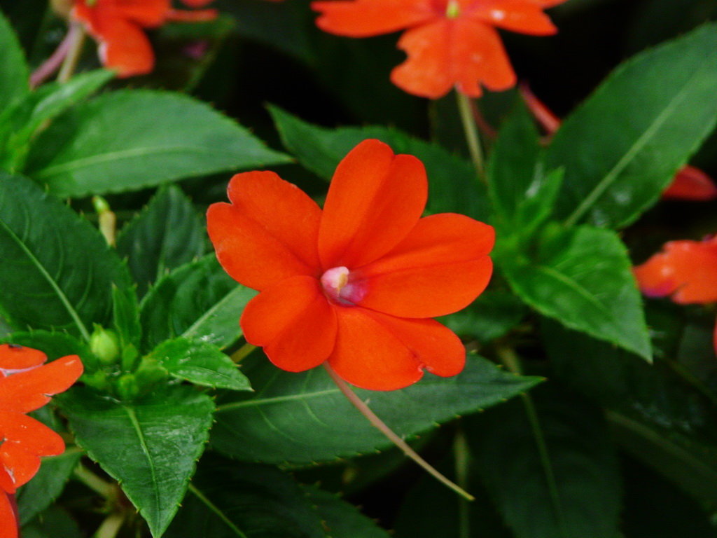花草种子批发批发市场