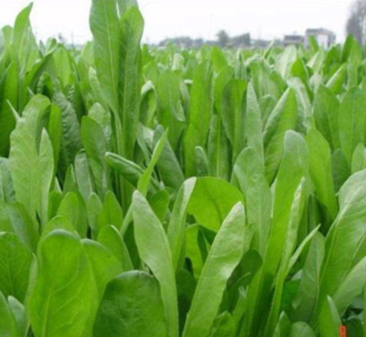 菊苣牧草种子批发价格