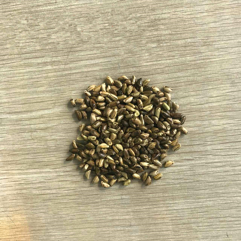 批发养殖业专用牧草种子