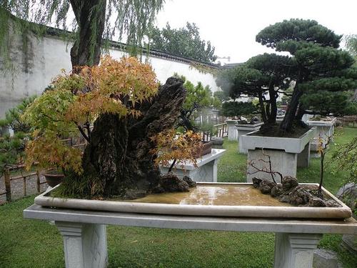小区绿化草种