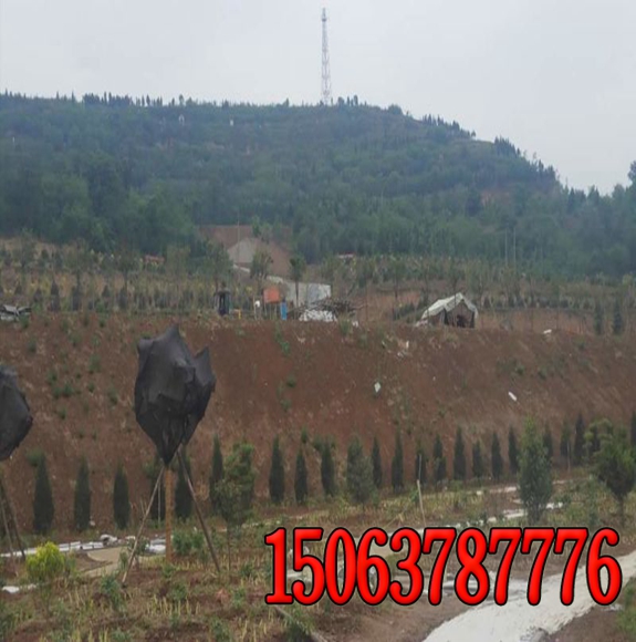 公路边坡绿化草种产品