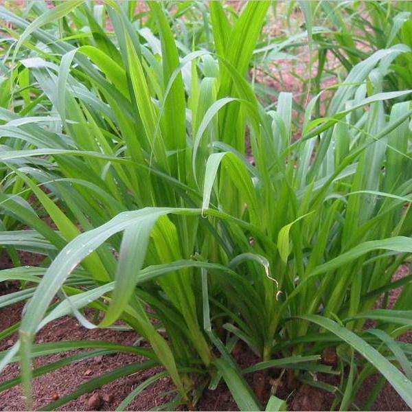 牧草种子品种批发价格