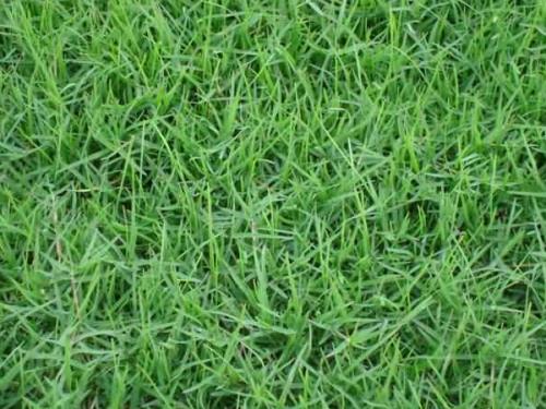 2019年草坪草种批发价格多少钱一斤