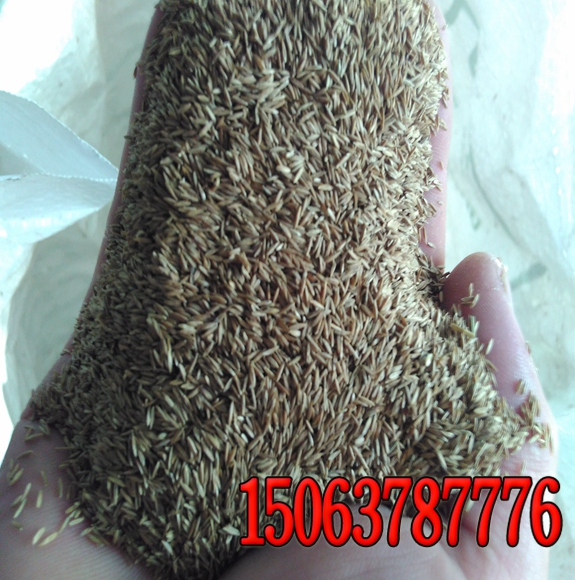 优质草种牧草三叶草批发市场