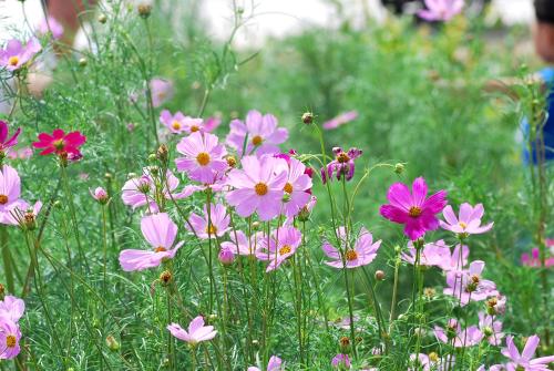 花草种子批发市场
