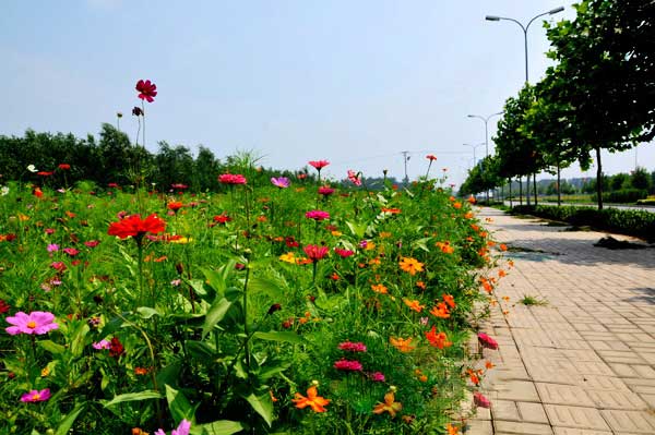 花草种子批发市场