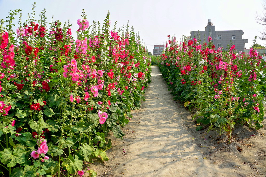 花草种子批发市场