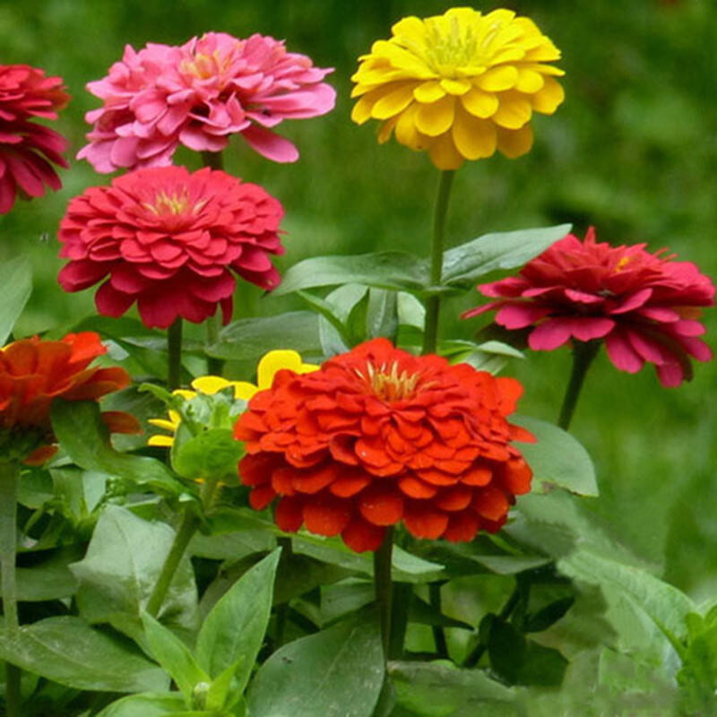 花草种子批发价格