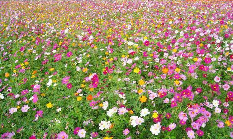 野花草种子批发市场