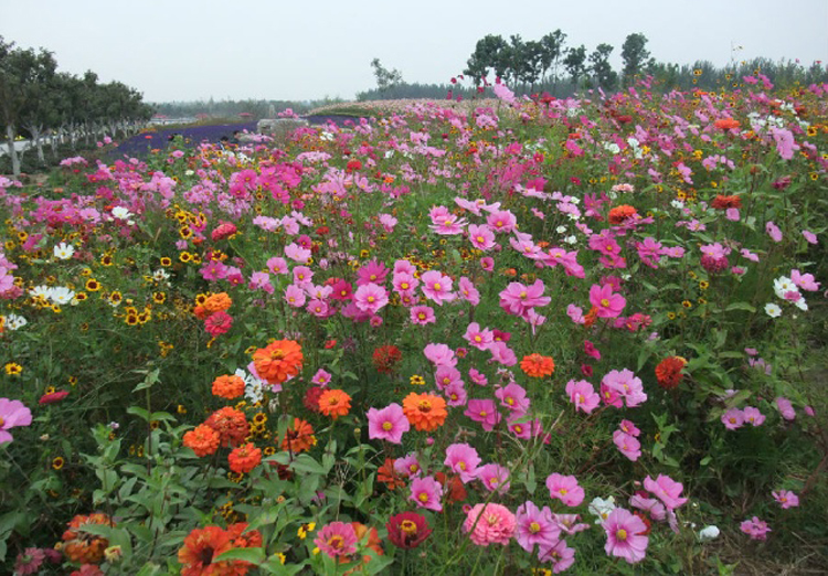 野花草种子批发价格