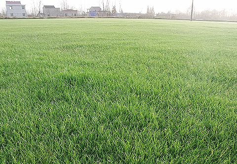 混播草籽价格混播草种多少钱一斤