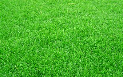 混播草籽价格混播草种多少钱一斤
