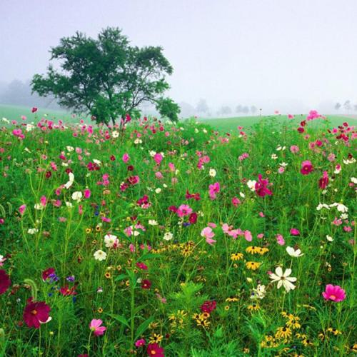 混播草花品种
