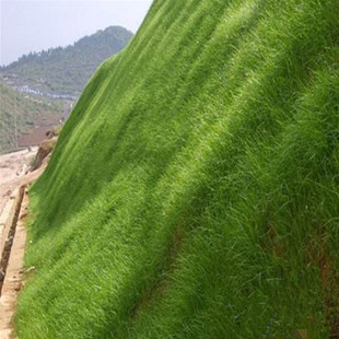 草坪种子： 草花混播 高羊茅、紫羊茅、苇状羊茅、细弱型剪股颖、匍匐型剪股颖、碱茅草（食盐草）、多年生黑麦草、草地早熟禾、狗牙根、日本结楼草、弯叶画眉草、百喜草、野牛草、白三叶、红三叶、牧草育种杂三叶、马蹄金等。 牧草种子： 紫花苜蓿、一年生黑麦草、多年生黑麦草、菊苣、墨西哥玉米草、鲁梅克斯、沙打旺、美国粒籽苋、高丹草、苏丹草、甜高粱、百脉根、苦荬菜、板蓝根等。 草花混播 花草种子： 二月兰、马兰、美丽月见草、波斯菊、万寿菊、野菊花、金鸡菊、金盏菊、洋甘菊、黑心菊、蒲公英、百日草、孔雀草、麦冬草、狼尾草、紫花地丁、大花秋葵、虞美人、 樱、蝴蝶兰、小冠花、鸡冠花、黄菖蒲、凤仙花、蜀葵、桔梗、紫茉莉、半枝莲、旱金莲、五彩石竹、常夏石竹、野花组合等。